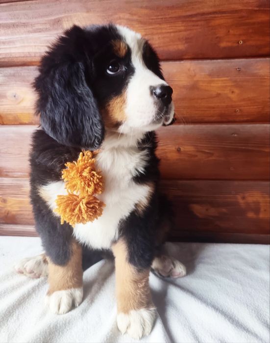 Bernenskie Psy Pasterskie !