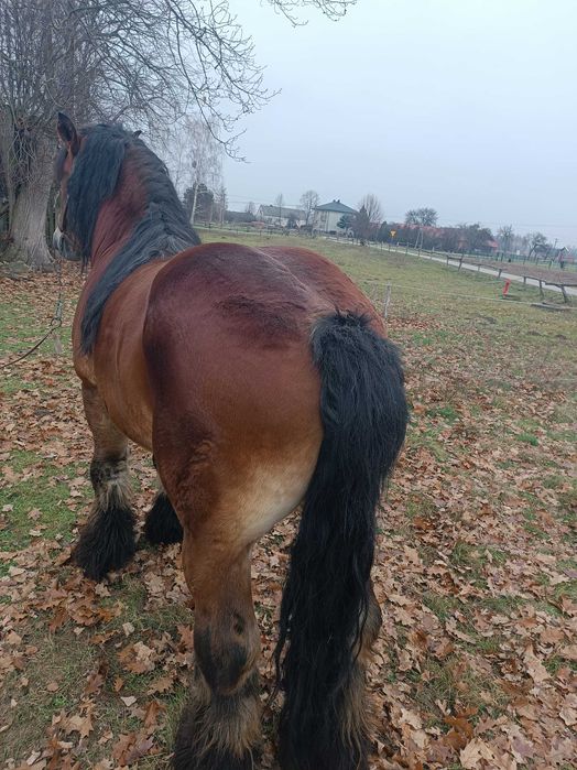Zamienię ogiera zimnokrwistego