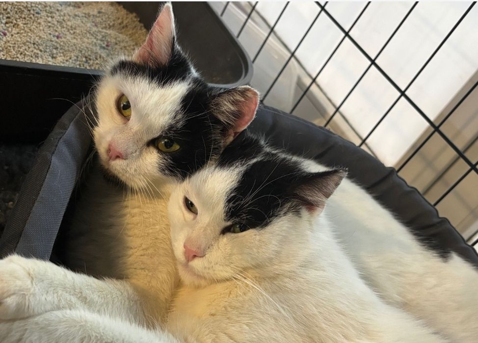 Przekochani JETTA I STEWARD szukają wspólnego domu