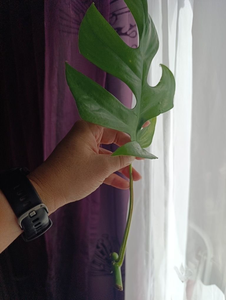 Monstera Minima , Raphidophora Tertasperma