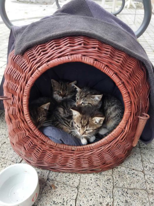 Oddam małe kotki