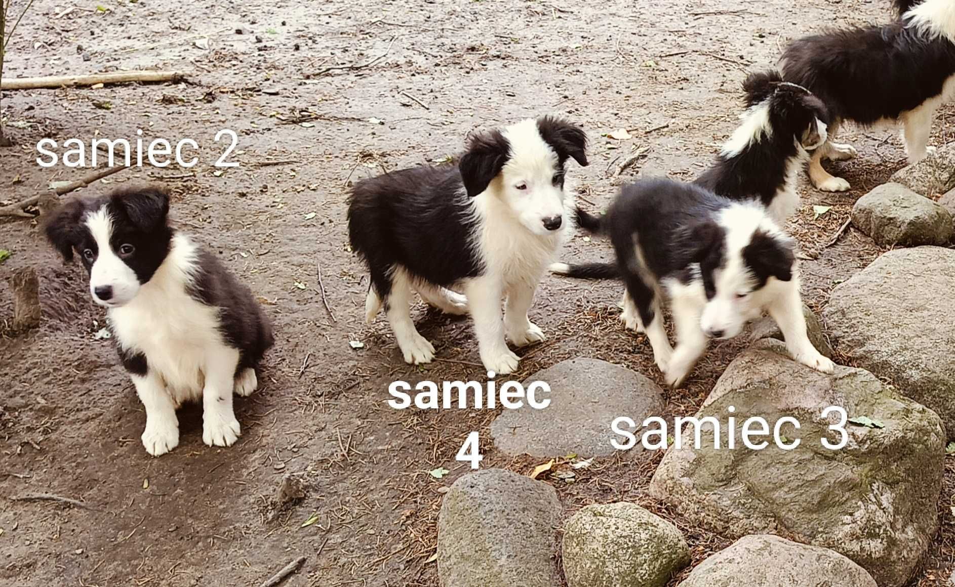 Border collie samiec