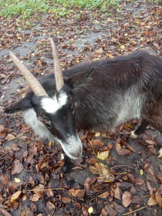 Продам процентну альпійську кізочку.