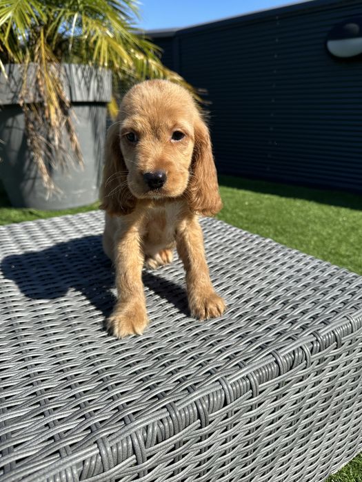 Cocker menino lindo