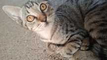 Gato para adaptação