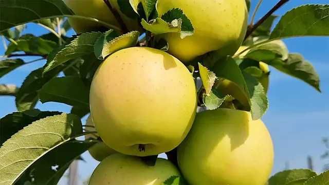 Саджанці плодових дерев