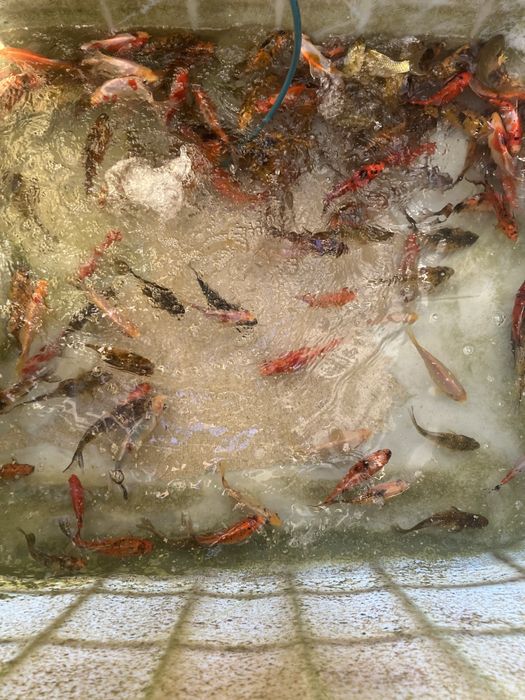 Sprzedam karp koi i inne