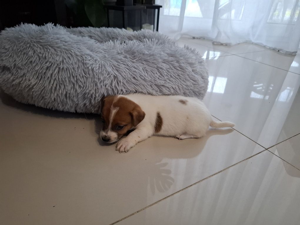 Jack Russell Terrier piesek