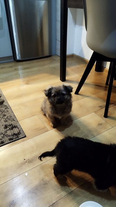 Piesek pół pekińczyk