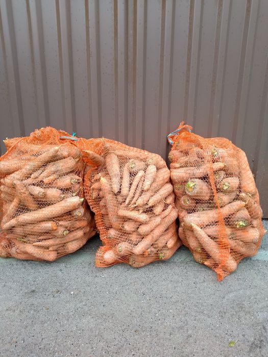 Marchew paszowa , Buraki paszowe