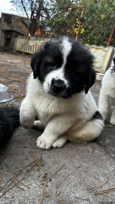 Щенки московской сторожевой, щенок московская сторожевая, цуценята