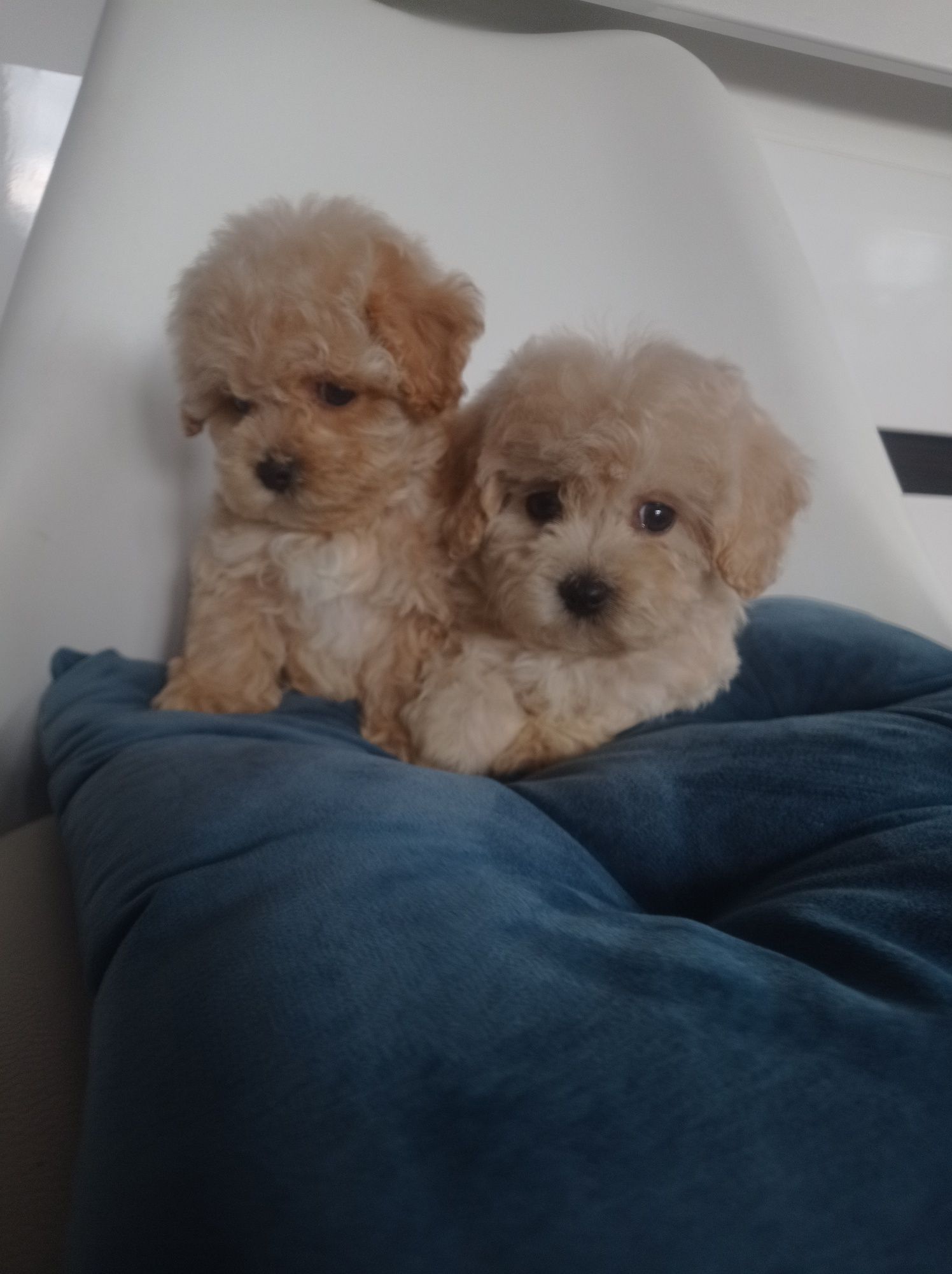 Maltipoo - maltańczyk & pudel toy suczka