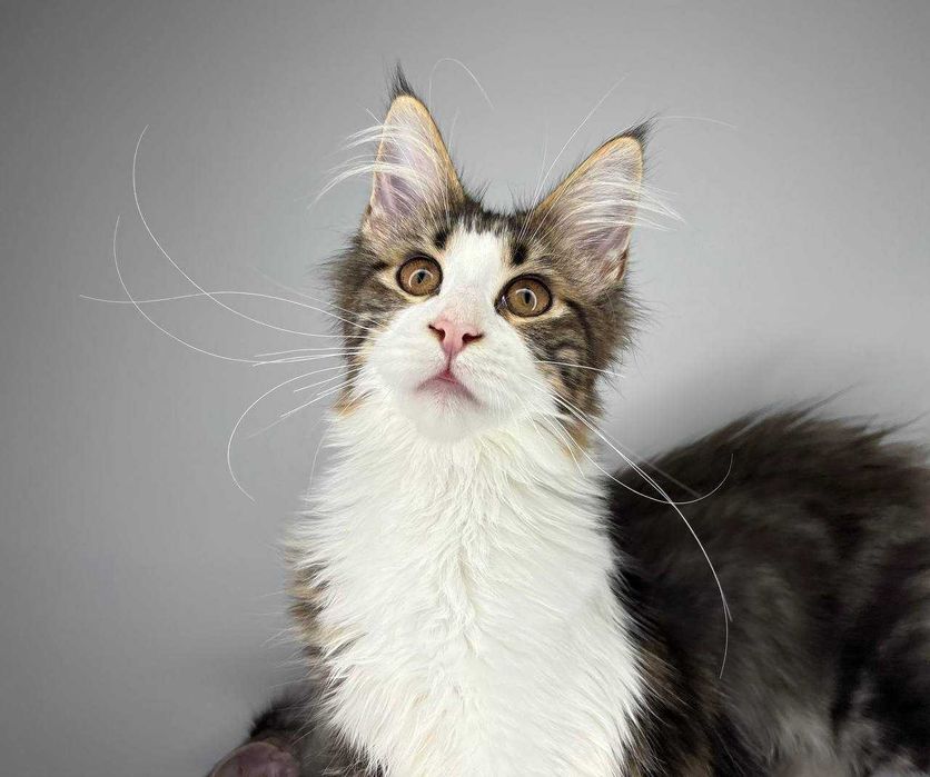 Дівчинка мейн-кун у чорно/білому кольорі зі всіма локусентами WCF