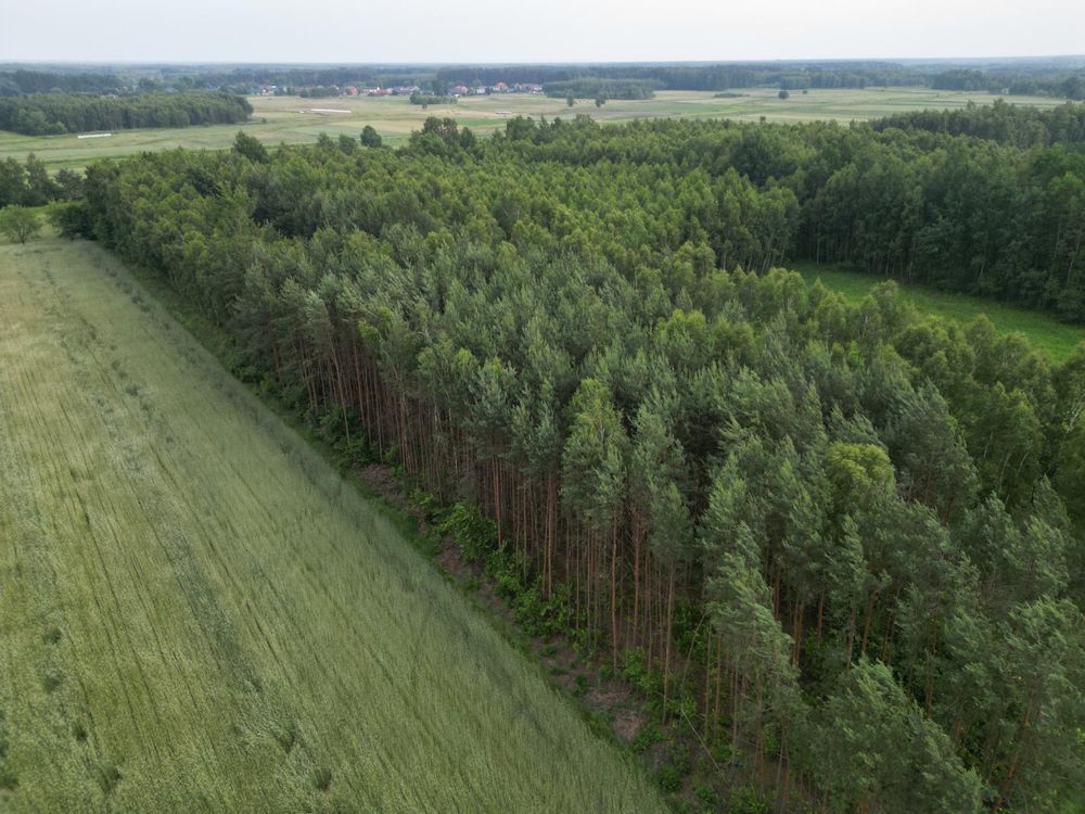 Okazja działka leśna w Ślęzakach gmina Baranów Sandomierski LAS