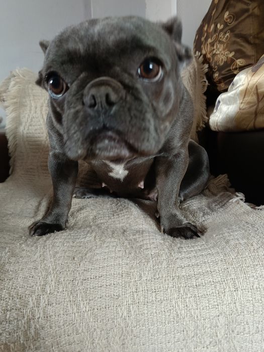 Buldog francuski suczka