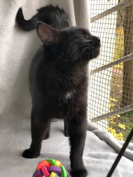 Котик 5 месяцев бесплатно