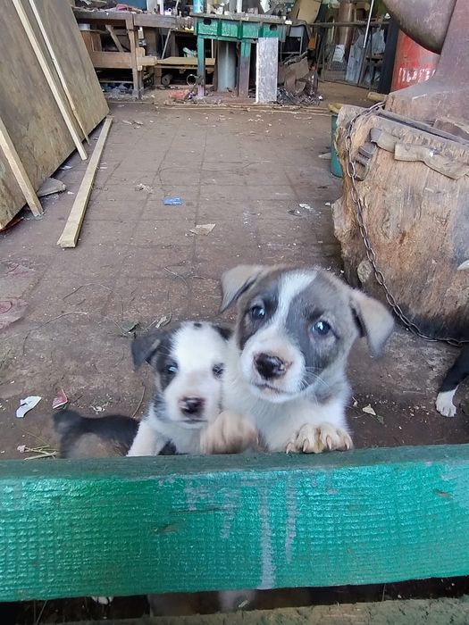 Щенята дворняжки віддам в добрі руки