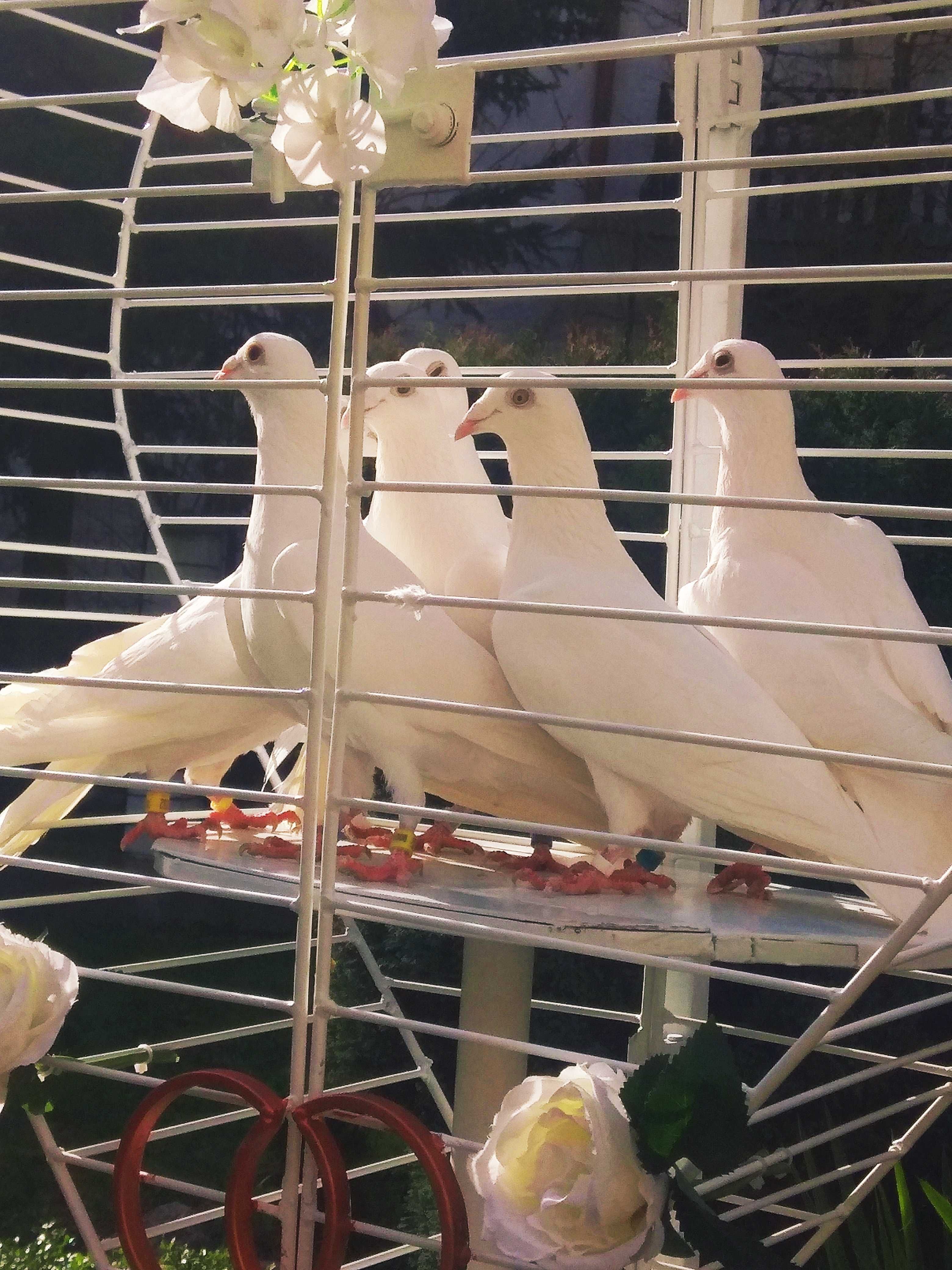 Białe gołębie na ślub . Grudziądz