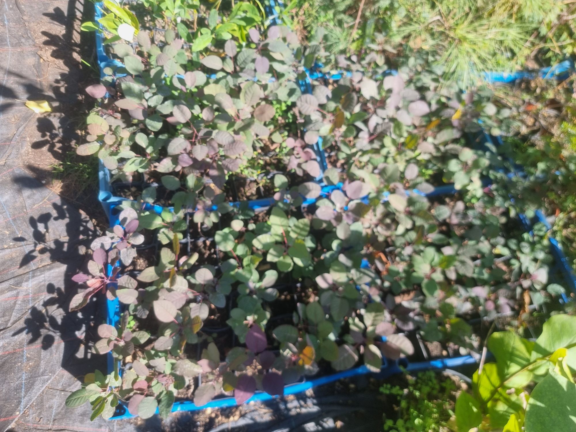 Скумпия красная  Royal Purple
