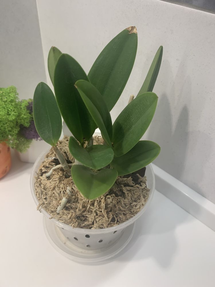 Орхідея mini Cattleya Jairak Cute