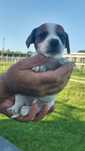 Jack russel Terrier TOP