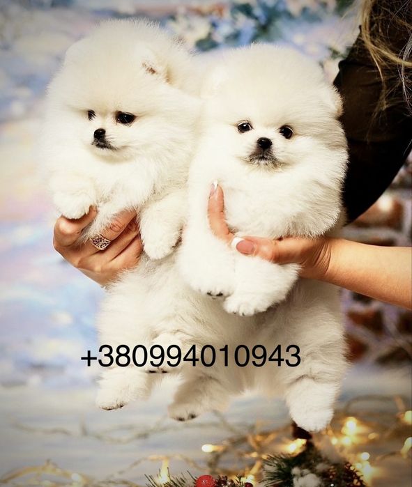 Куколки малютки! SUPER VIP mini щенки померанские шпицы в типе мишка