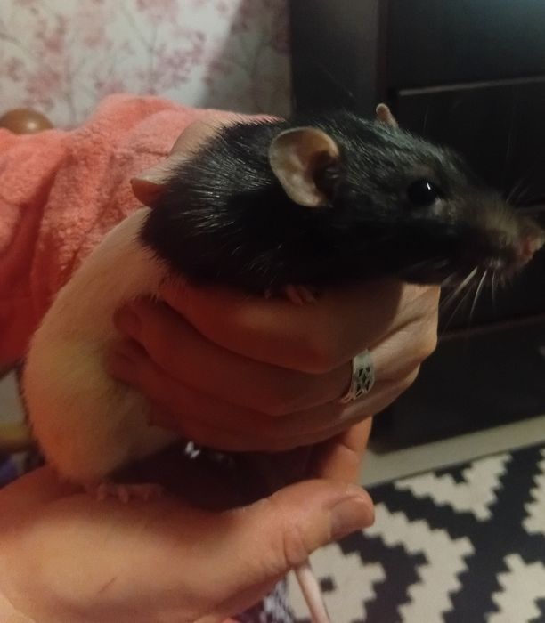 Отдам декаративную крыску в добрые руки