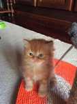 Gatinho bebé red persa