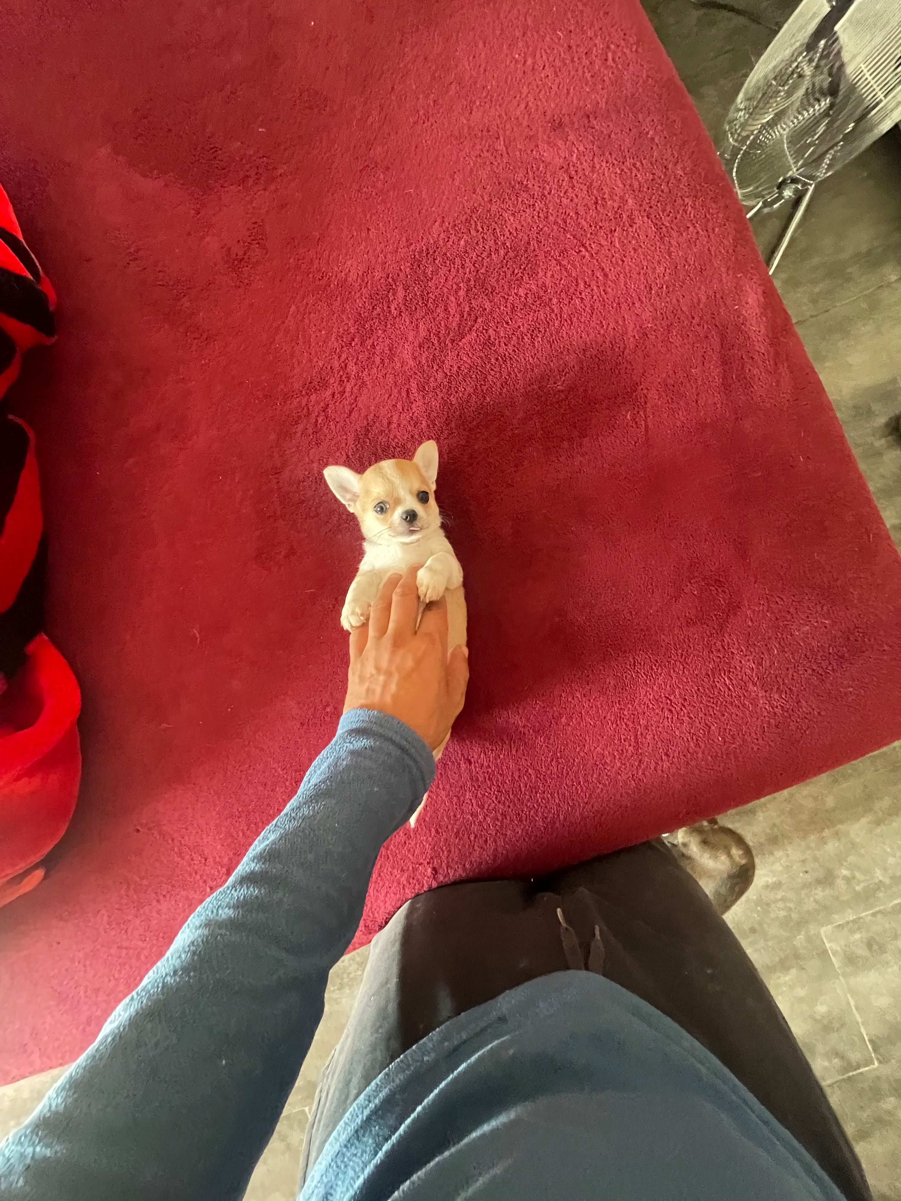 Chihuahua fêmea pelo curto