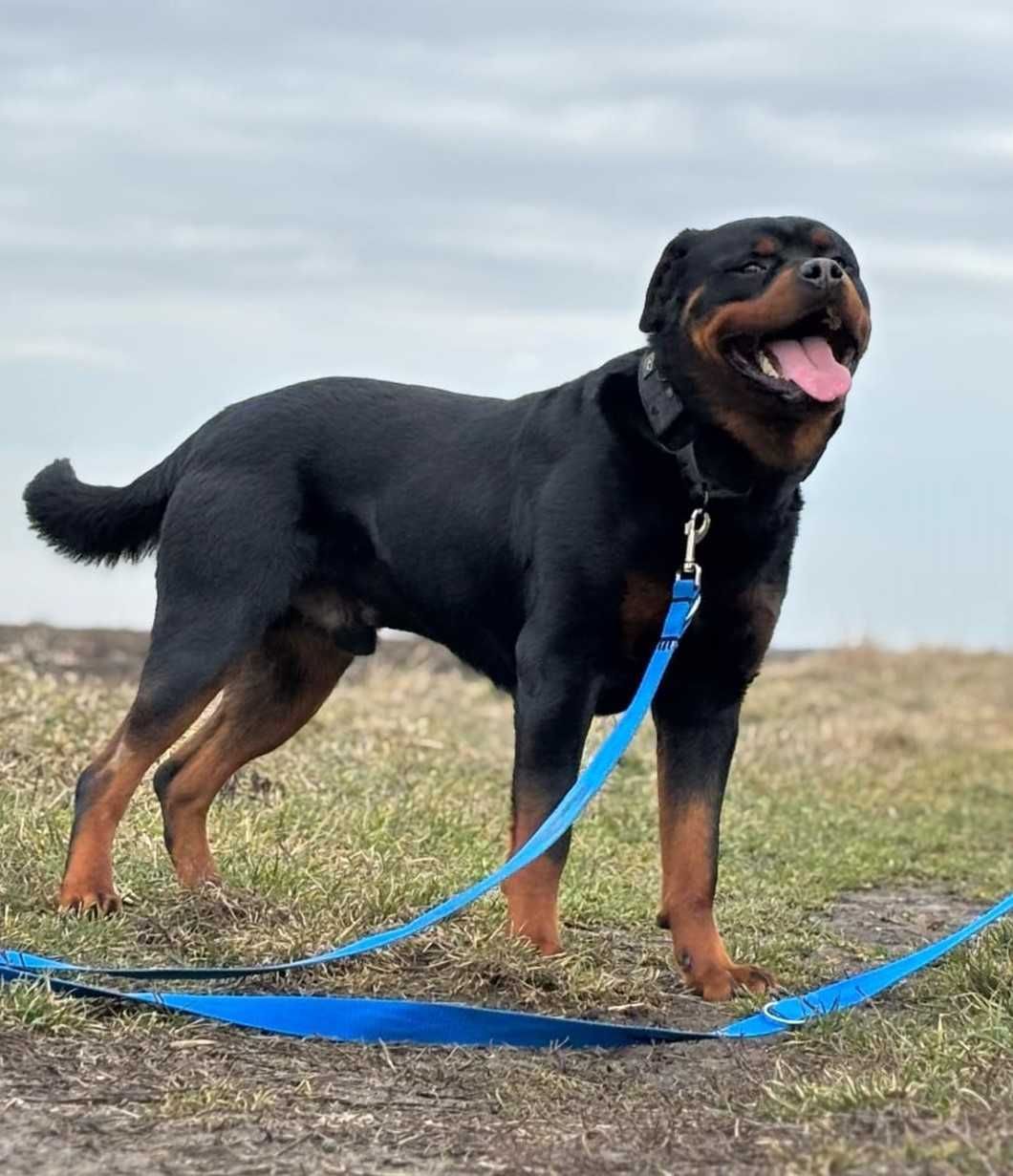 Cooper w typie rottweiler młodziak, typowy przedstawiciel swojej rasy