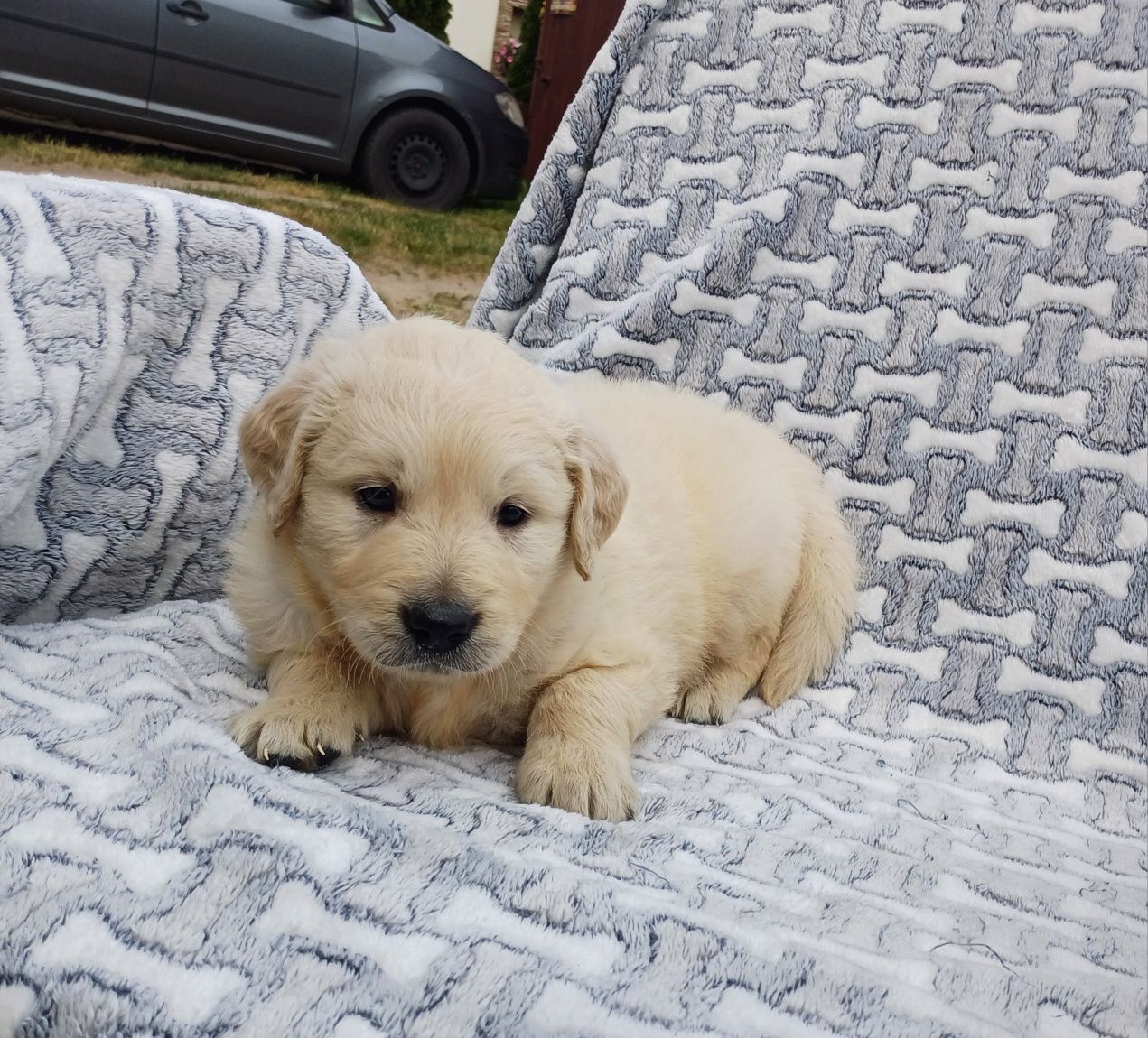 Piesek rasy Golden retriever