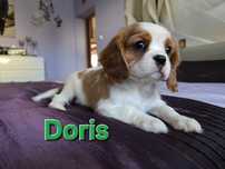 Suczka Cavalier King Charles Spaniel