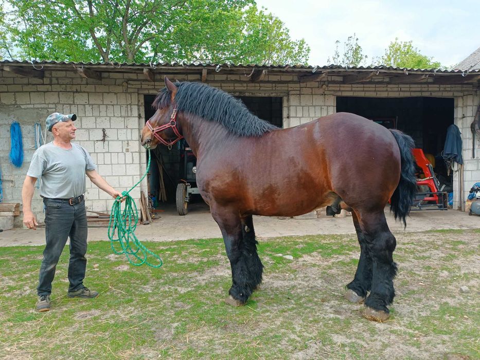 piękny i łagodny ogier Nemo (83 pkt)