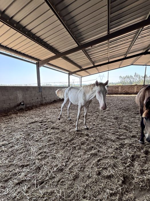 Poldra isabel 2 anos PSL