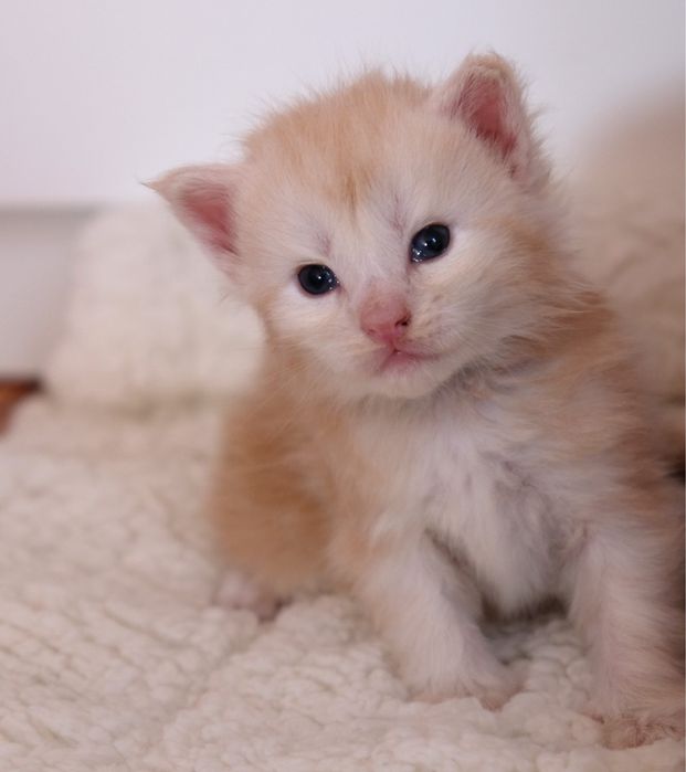 Maine Coon kotka ruda dymna FPL