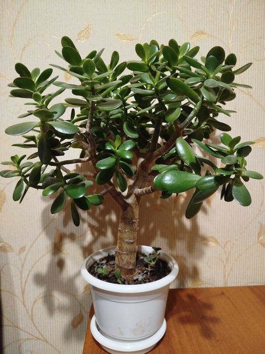 Грошове дерево (красула) товстянка