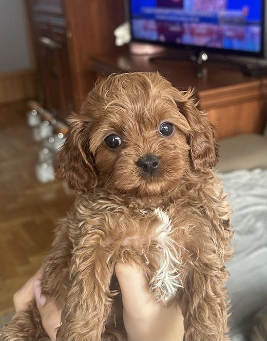 Cavapoo malutki chłopec Cavalier + Toy