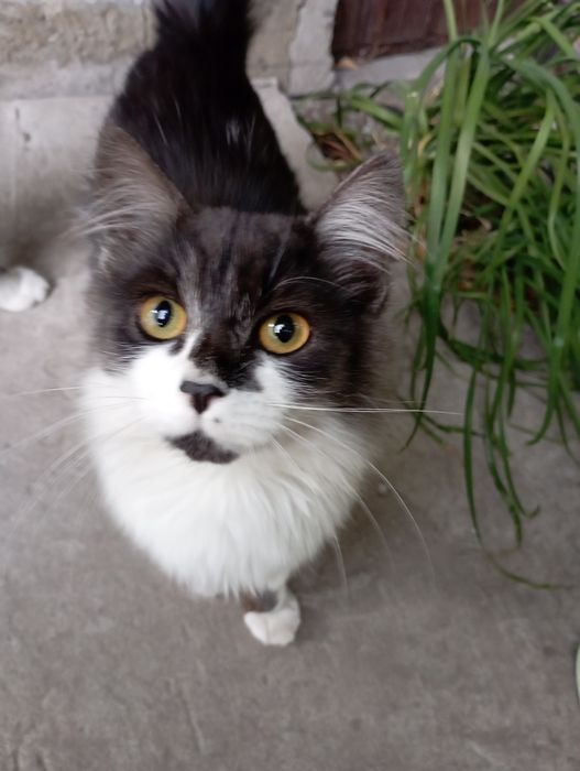 Отдам срочно кошечек!