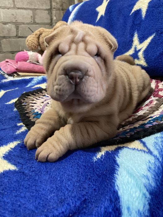 Девочки и мальчики окраса олень и извбелла