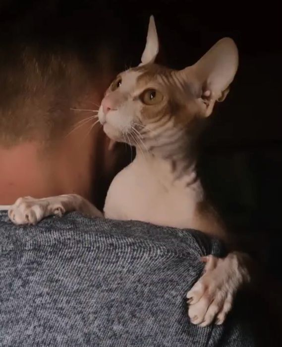 Отдам сфинкса в любящие руки