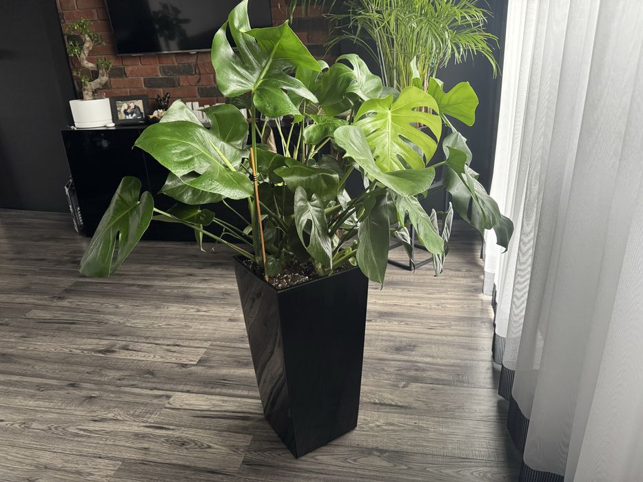 Monstera deliciosa