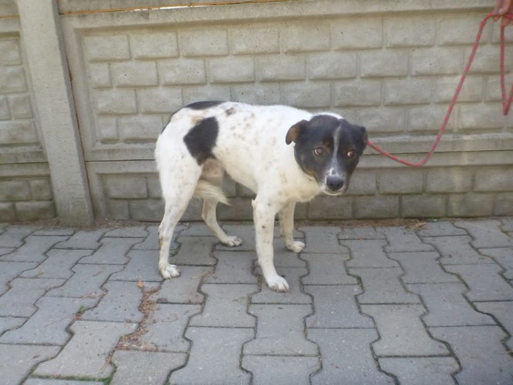 Pandzio piesek ideał do adopcji