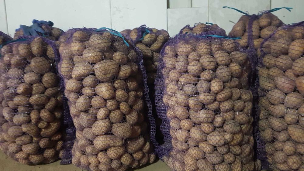 Картопля Мелоді,Королева Анна /Organic/