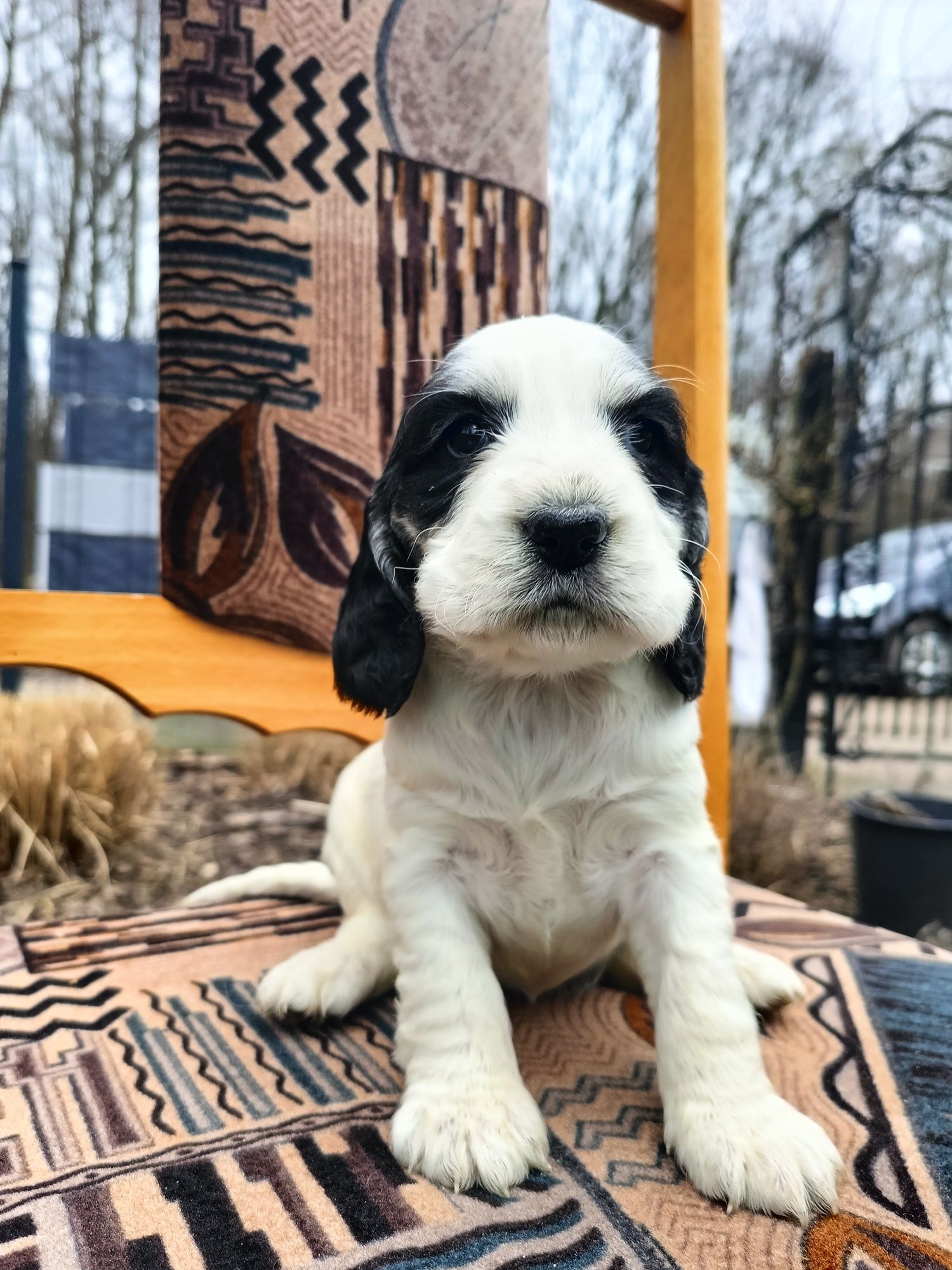 Piękna suczka Cocker spaniel