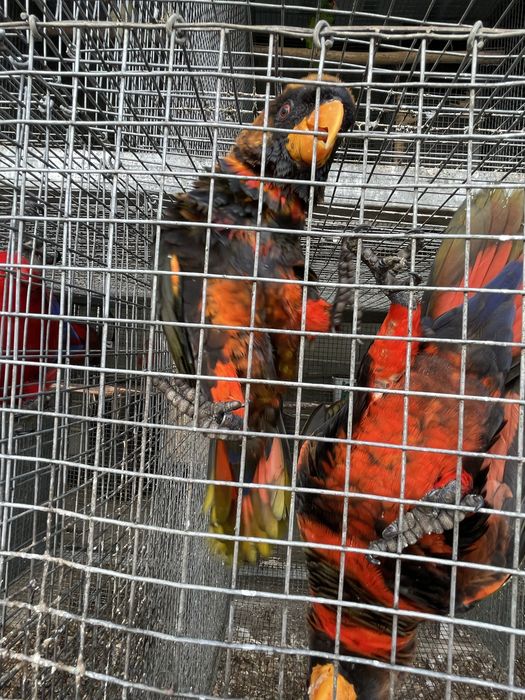 Loris fuscatas / Loris fuscatas