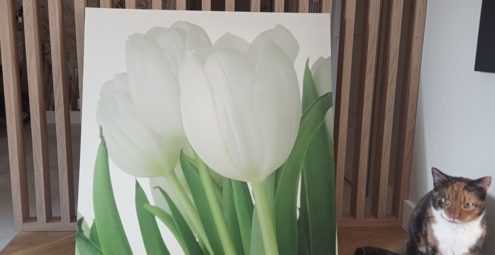 Obraz tulipany 75×75