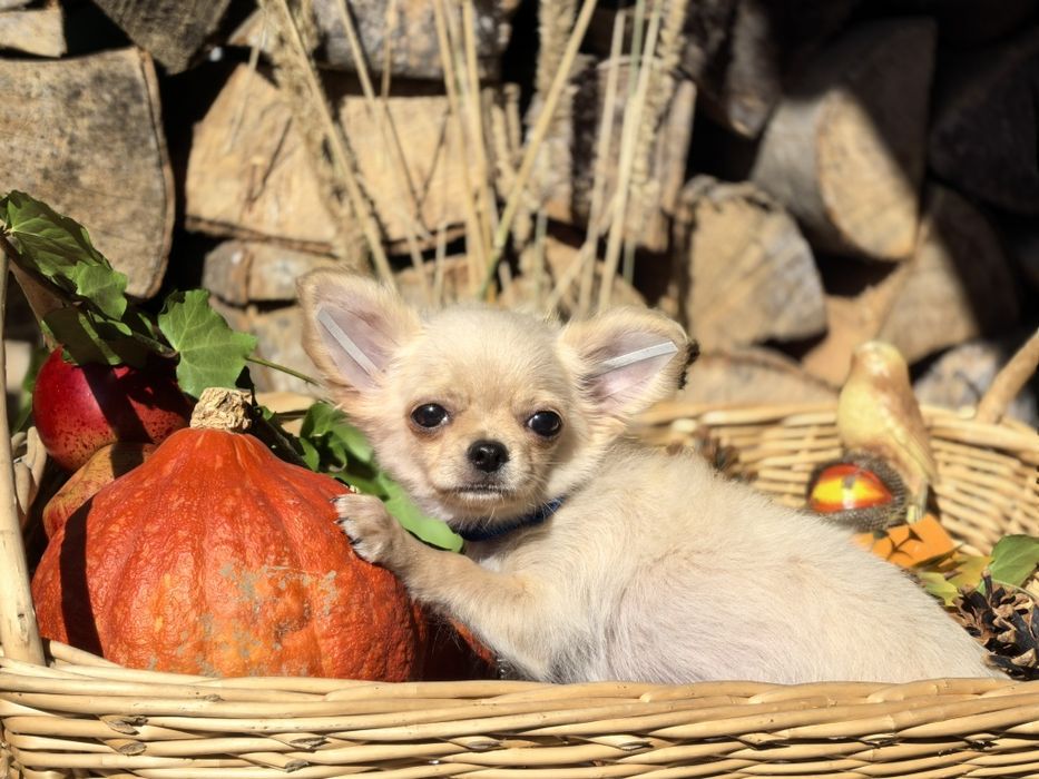 Chihuahua długowłosa - FANFAN TULIPAN