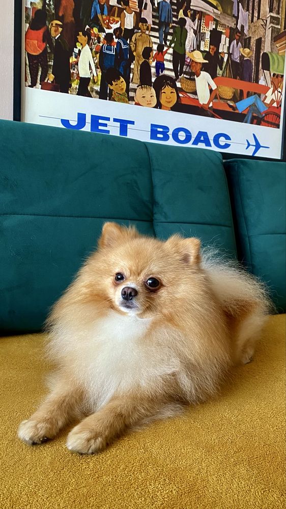Reproduktor Szpic miniaturowy pomeranian