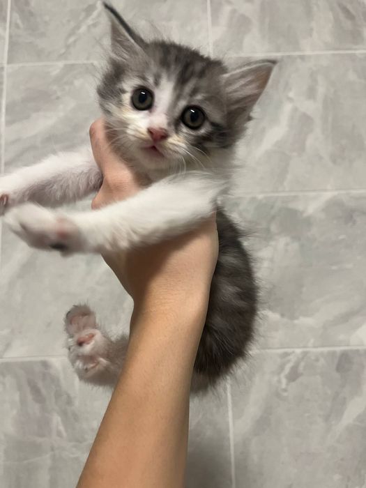 Котята ищут семью.