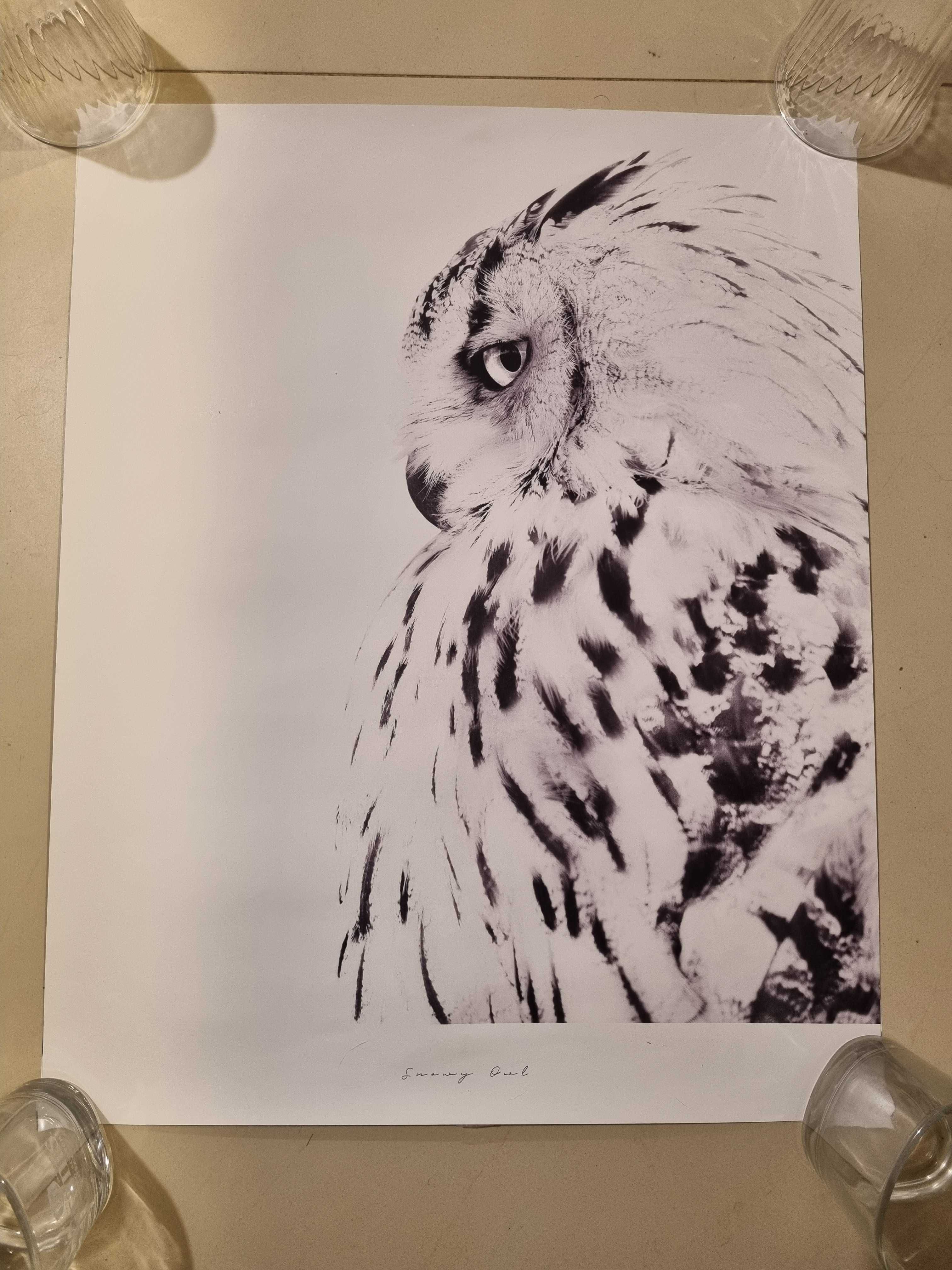 2 plakaty do ramy sowa eukaliptus 40x50 poster